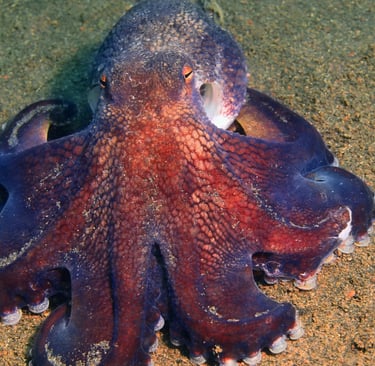 A purple and red octopus camouflaged against a sandy ocean floor in its natural marine habitat.