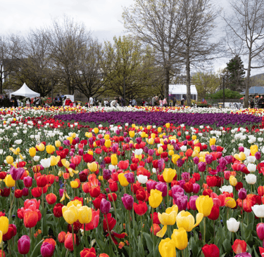 Vibrant field of red, yellow, and purple tulips blooming at the Floriade flower festival in Canberra.