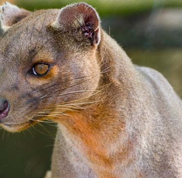 Close-up portrait of a fossa, a cat-like carnivorous mammal native to Madagascar, with golden eyes and brown fur.