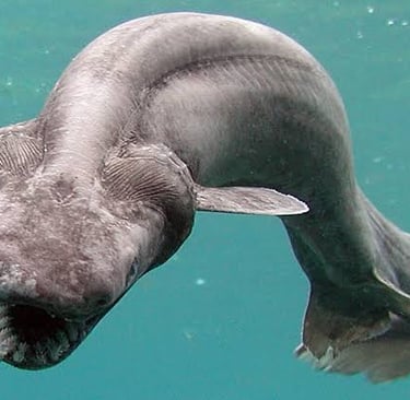 A rare frilled shark swimming in deep blue ocean water, showcasing its unique prehistoric features.