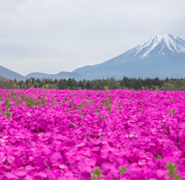 A field of vibrant pink shibazakura moss phlox blooming in front of a snow-capped Mount Fuji in Japan.