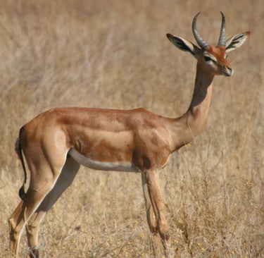 A long-necked Gerenuk standing in a dry African savanna field during a safari.