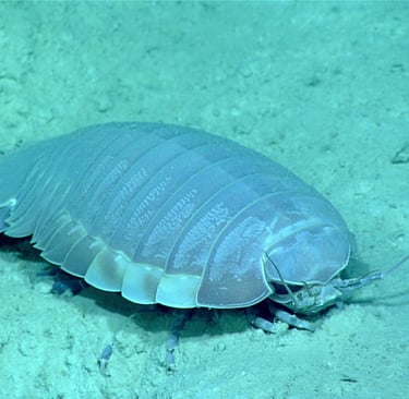 A giant deep-sea isopod crustacean rests on the sandy ocean floor in its natural marine habitat.