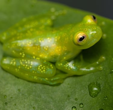 A translucent green glass frog with yellow spots sitting on a wet leaf in a tropical rainforest.