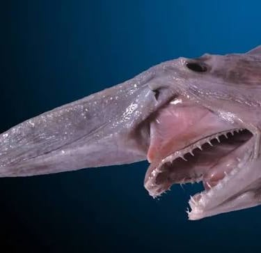 A rare deep-sea goblin shark with its distinct long snout and protruding jaws with sharp teeth.