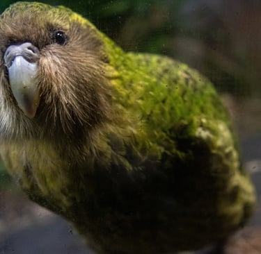 Close-up of a New Zealand Kakapo parrot with green mossy feathers and a large beak.