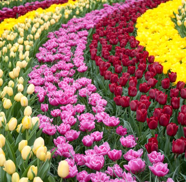 Keukenhof Tulip Festival