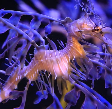 A vibrant leafy sea dragon swimming underwater with purple leaf-like camouflage fins.