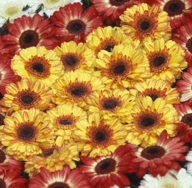 Madeira Flower Festival