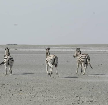 Three zebras running across the dry, dusty plains of the African savanna wildlife landscape.