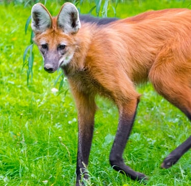 A maned wolf with its distinctive reddish-orange fur and long black legs standing in a lush green grass field.