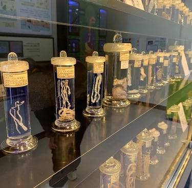 A museum display of preserved parasite specimens in glass jars on a shelf at the Meguro Parasitological Museum.
