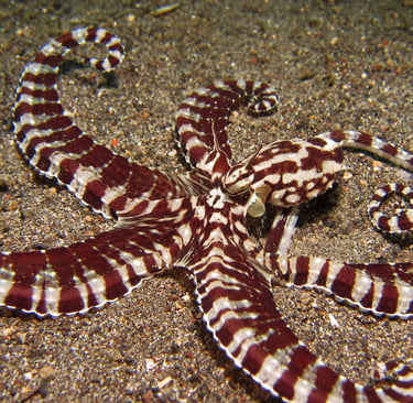 A mimic octopus with striped brown and white arms rests on a sandy seafloor.