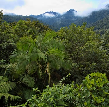 Lush tropical rainforest canopy with green palm trees and misty mountains in the background.
