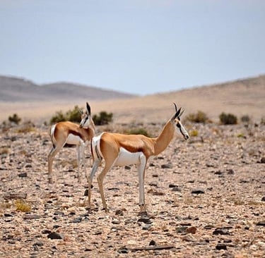 Two springbok antelopes standing in a rocky desert landscape in Namibia, Africa.