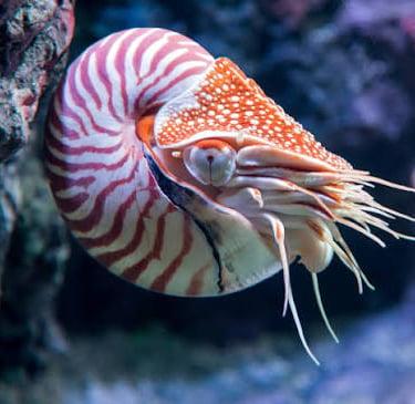 A nautilus with a striped spiral shell swims near a coral reef in a deep blue ocean.