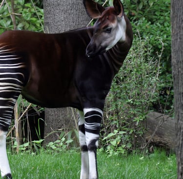 An okapi with its distinctive zebra-striped legs stands in a lush green forest clearing.