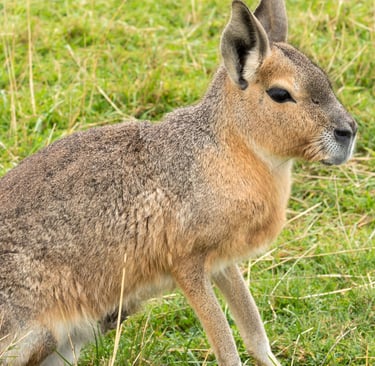 A Patagonian mara rodent sitting in a field of green grass.
