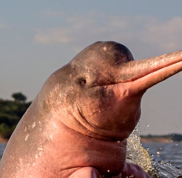 A pink Amazon River dolphin surfacing from the water with a lush jungle background.