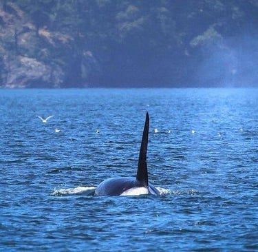 A wild orca whale dorsal fin surfacing in deep blue ocean water near a coastline.