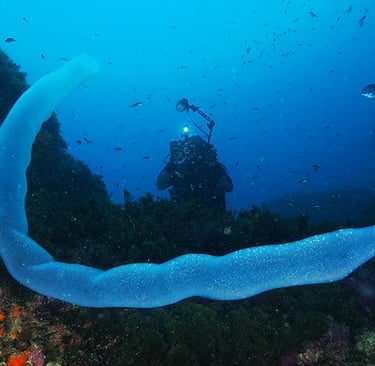 A scuba diver photographs a glowing translucent pyrosome colony floating near a coral reef.