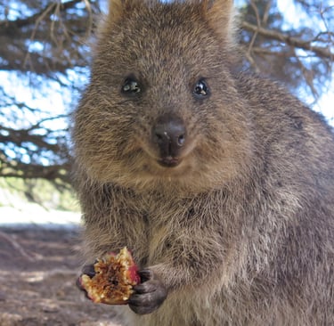A smiling quokka on Rottnest Island holding and eating a piece of fruit under a tree.