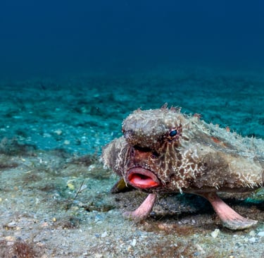 A red-lipped batfish walking on the ocean floor with its pectoral fins.