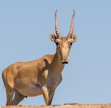 A Saiga antelope with unique bulbous nose and ribbed horns stands against a clear blue sky.