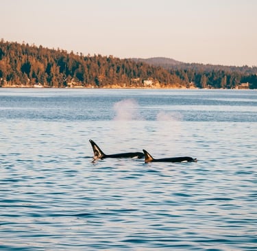 A pair of wild orca whales swimming in the ocean with a forested coastline in the background.