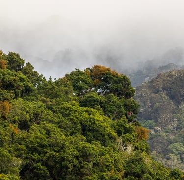 Lush green tropical rainforest canopy shrouded in thick white mountain fog and mist.