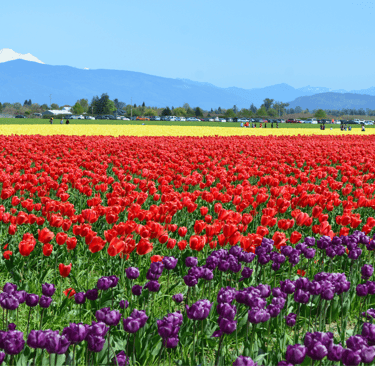 Rows of red and purple tulips in a spring field with snow-capped mountains in the background.