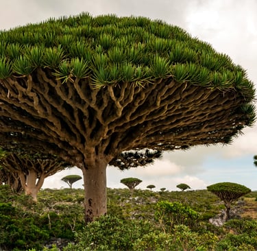 Dragon blood trees with umbrella-shaped canopies in the landscape of Socotra Island.