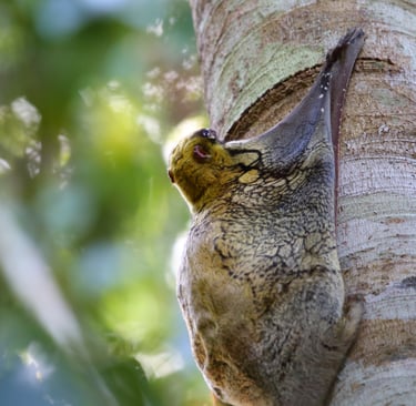A Sunda flying lemur clings to a tree trunk in a tropical rainforest canopy.