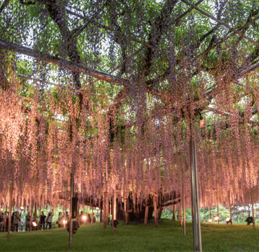 Illuminated purple wisteria flowers hanging from a large trellis at a Japanese botanical garden at night.