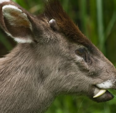 A close-up profile of a Tufted Deer with visible fangs grazing in tall green grass.