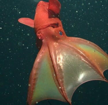 A deep-sea vampire squid with glowing eyes and webbed arms swimming in the dark ocean water.