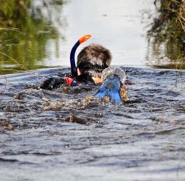 A person wearing a snorkel and fins competes in a bog snorkeling event in a muddy trench.