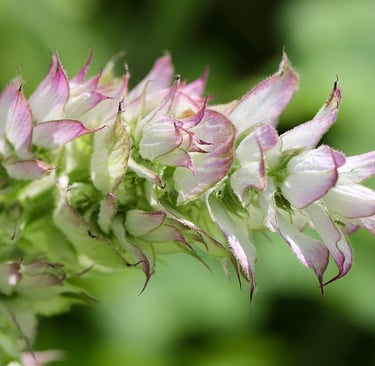 Clary sage flower