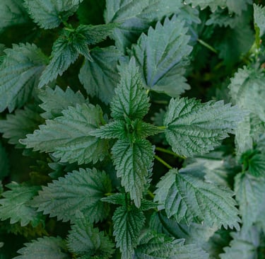 nettle leaves