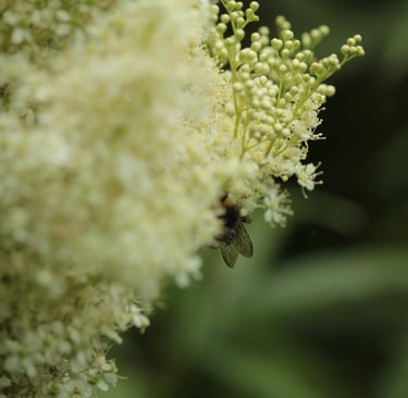 meadowsweet flower