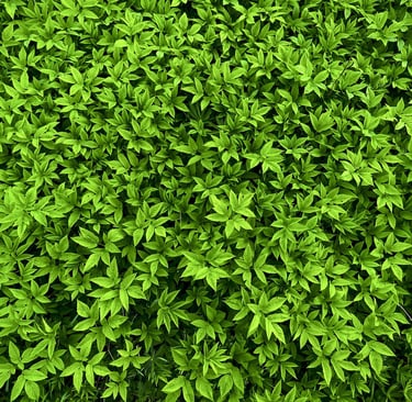 ground elder leaves