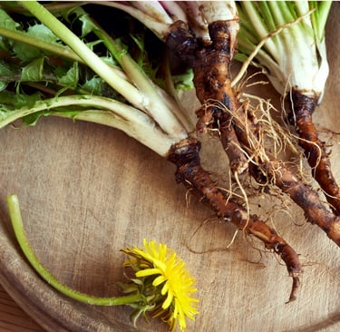 dandelion roots on a cutting board