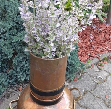 Clary sage flowers in the copper allembic