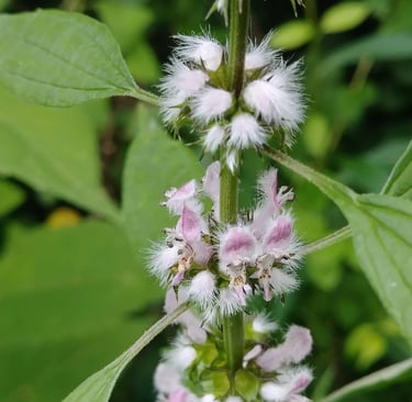flowering Motherwort