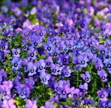 viola