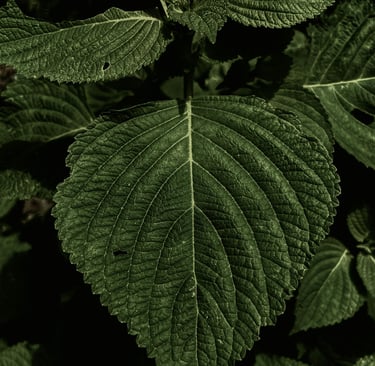 perilla leaves