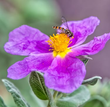 cistus incanus flower