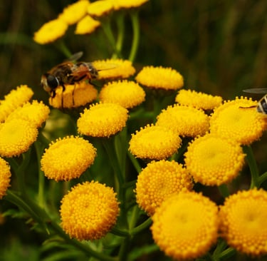 Flowering Tansy with bees