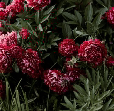 flowering peonies