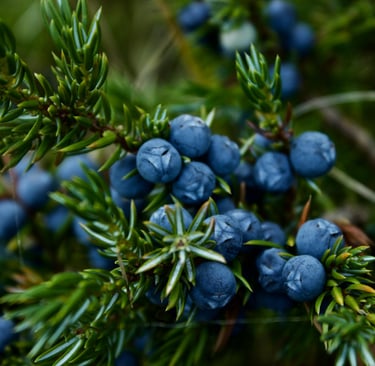 juniper branch with berries